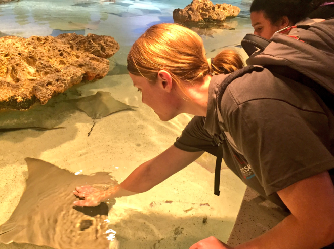 Touching cownose rays at the New England Aquarium